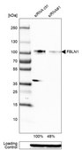 Monoclonal Anti-FBLN1 antibody produced in mouse Prestige Antibodies® Powered by Atlas Antibodies, clone CL0337, purified immunoglobulin, buffered aqueous glycerol solution