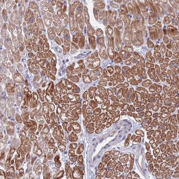 Anti-FBXO27 antibody produced in rabbit Prestige Antibodies&#174; Powered by Atlas Antibodies, affinity isolated antibody, buffered aqueous glycerol solution