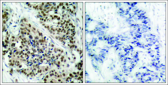 抗-磷酸化-FOXO1 (pSer256) 兔抗 affinity isolated antibody