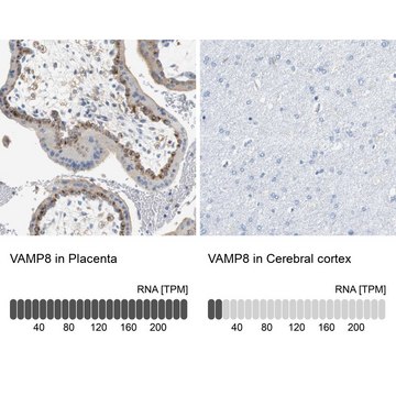 Anti-VAMP8 antibody produced in rabbit Prestige Antibodies&#174; Powered by Atlas Antibodies, affinity isolated antibody, buffered aqueous glycerol solution