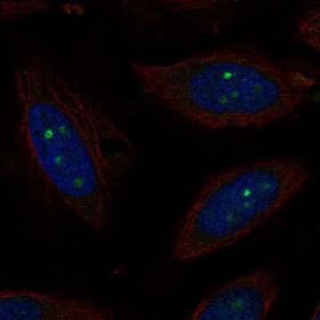 Anti-Ccno Antibody Produced In Rabbit Prestige Antibodies&#174; Powered by Atlas Antibodies, affinity isolated antibody, buffered aqueous glycerol solution