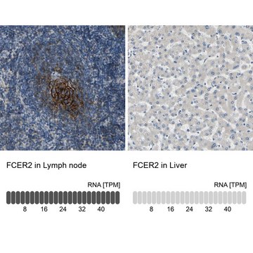 Anti-FCER2 antibody produced in rabbit Prestige Antibodies&#174; Powered by Atlas Antibodies, affinity isolated antibody, buffered aqueous glycerol solution