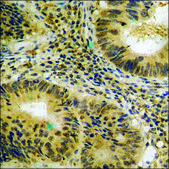 Anti-phospho-eIF4E (pSer209) antibody produced in rabbit affinity isolated antibody