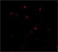 Anti-NUP160 antibody produced in rabbit affinity isolated antibody, buffered aqueous solution