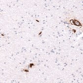 Monoclonal Anti-ITGB1 antibody produced in mouse Prestige Antibodies® Powered by Atlas Antibodies, clone CL15622, purified antibody (Protein A)