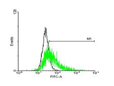 Anti-GPR50 antibody produced in mouse purified immunoglobulin, buffered aqueous solution