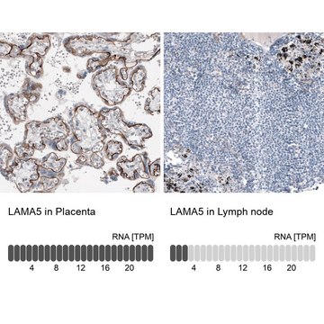 Monoclonal Anti-LAMA5 antibody produced in mouse Prestige Antibodies&#174; Powered by Atlas Antibodies, clone CL3118, purified immunoglobulin, buffered aqueous glycerol solution