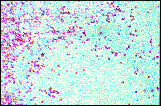 Monoclonal Anti-CD8 antibody produced in mouse clone UCHT-4, purified immunoglobulin, buffered aqueous solution