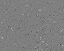 Huh-7D 12 Cell Line human NOTE: Both the cell line and DNA from the cell line may be available for this product. Please choose -1VL or VIAL for cells, or -DNA-5UG for DNA. 01042712, human liver, Epithelial