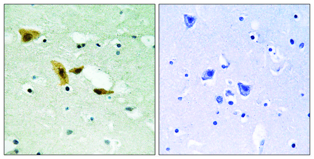 Anti-APLF antibody produced in rabbit affinity isolated antibody