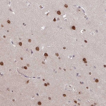 Anti-RBM4 antibody produced in rabbit Prestige Antibodies&#174; Powered by Atlas Antibodies, affinity isolated antibody, buffered aqueous glycerol solution