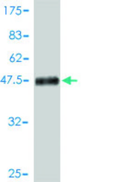 Monoclonal Anti-EPDR1 antibody produced in mouse clone 1C1, purified immunoglobulin, buffered aqueous solution