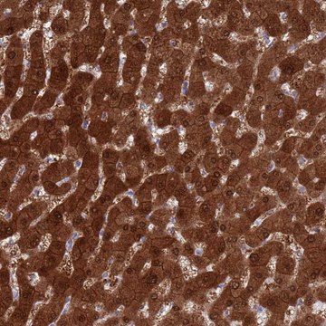 Anti-MAT1A antibody produced in rabbit Prestige Antibodies&#174; Powered by Atlas Antibodies, affinity isolated antibody, buffered aqueous glycerol solution