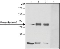 Anti-Glycogen Synthase 2 antibody produced in rabbit ~1.0 mg/mL, affinity isolated antibody