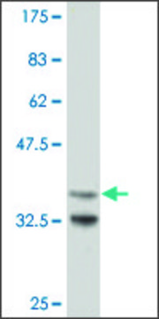 Monoclonal Anti-ARX antibody produced in mouse clone 2A7, purified immunoglobulin, buffered aqueous solution