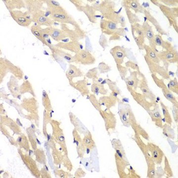 Anti-CCT3 antibody produced in rabbit