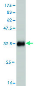 Monoclonal Anti-SMARCE1 antibody produced in mouse clone 6G11, purified immunoglobulin, buffered aqueous solution