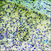 Anti-phospho-HSL (pSer855/554) antibody produced in rabbit affinity isolated antibody