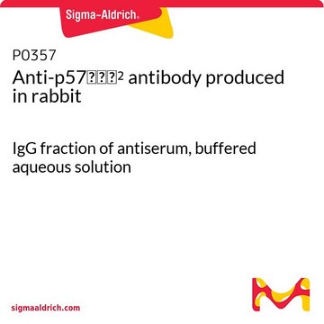 Anti-p57Kip2 antibody produced in rabbit IgG fraction of antiserum, buffered aqueous solution