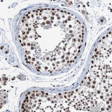 Anti-CDC5L antibody produced in rabbit Prestige Antibodies&#174; Powered by Atlas Antibodies, affinity isolated antibody, buffered aqueous glycerol solution