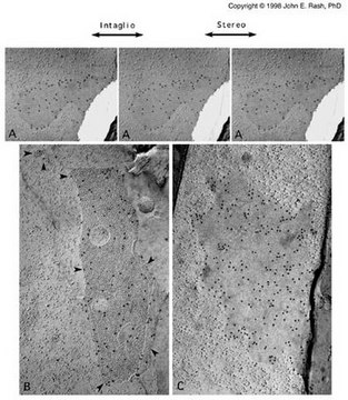 Anti-Connexin 32 Antibody, clone M12.13 clone M12.13, Chemicon&#174;, from mouse