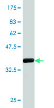 Monoclonal Anti-SNCA antibody produced in mouse clone 2E4, purified immunoglobulin, buffered aqueous solution