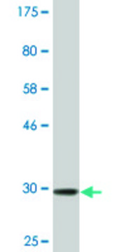 Monoclonal Anti-SLITL2 antibody produced in mouse clone 4G7, ascites fluid