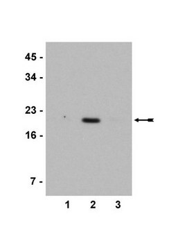 Anti-acetyl-Histone H3 (Lys 4) Antibody Upstate&#174;, from rabbit