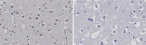 Anti-CKII-α Antibody, clone 3K8 ZooMAb® Rabbit Monoclonal recombinant, expressed in HEK 293 cells