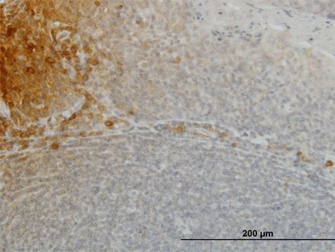 Monoclonal Anti-FGF21 antibody produced in mouse clone 2F11, purified immunoglobulin, buffered aqueous solution