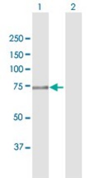 Anti-FERMT1 antibody produced in rabbit purified immunoglobulin, buffered aqueous solution