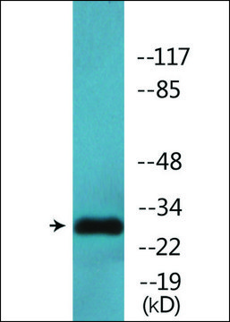 Anti-phospho-Proteasome &#945;3 (pSer250) antibody produced in rabbit affinity isolated antibody