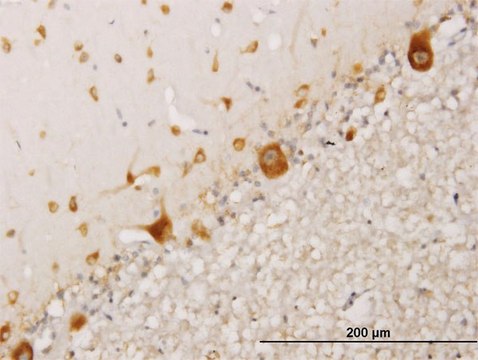 Monoclonal Anti-RPS17 antibody produced in mouse clone 2C7, purified immunoglobulin, buffered aqueous solution