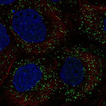 Anti-PPP1R11 antibody produced in rabbit Prestige Antibodies&#174; Powered by Atlas Antibodies, affinity isolated antibody