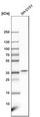 Anti-LDAH antibody produced in rabbit Prestige Antibodies® Powered by Atlas Antibodies, affinity isolated antibody, buffered aqueous glycerol solution