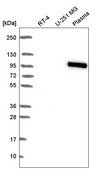 Anti-BNC1 antibody produced in rabbit Prestige Antibodies® Powered by Atlas Antibodies, affinity isolated antibody