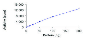 MYLK4, Active PRECISIO® Kinase, recombinant