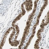 Anti-NELFE antibody produced in rabbit Prestige Antibodies® Powered by Atlas Antibodies, affinity isolated antibody, buffered aqueous glycerol solution