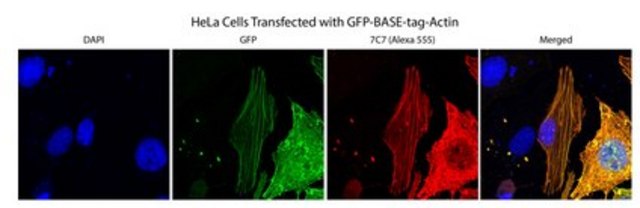 Anti-BASE-tag Antibody, clone 7C7 clone 7C7, from mouse