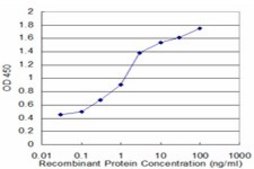 Monoclonal Anti-CRYM, (C-terminal) antibody produced in mouse clone 1C6, purified immunoglobulin, buffered aqueous solution