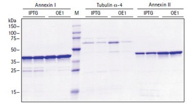 Overnight Express Autoinduction System 1 - Novagen The Overnight Express Autoinduction System allows the induction of protein expression without monitoring cell density and without conventional induction with IPTG.