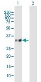 Anti-OR8B8 antibody produced in mouse purified immunoglobulin, buffered aqueous solution
