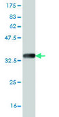 Monoclonal Anti-ZIC4 antibody produced in mouse clone 1A9, purified immunoglobulin, buffered aqueous solution