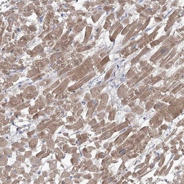 Anti-GBF1 antibody produced in rabbit Prestige Antibodies&#174; Powered by Atlas Antibodies, affinity isolated antibody, buffered aqueous glycerol solution