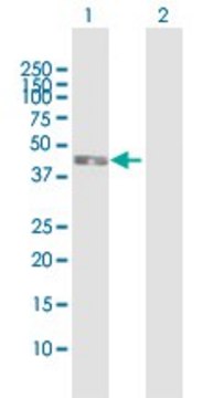 Anti-IL5RA antibody produced in mouse purified immunoglobulin, buffered aqueous solution