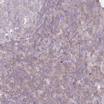 Anti-FPR1 antibody produced in rabbit Prestige Antibodies&#174; Powered by Atlas Antibodies, affinity isolated antibody, buffered aqueous glycerol solution