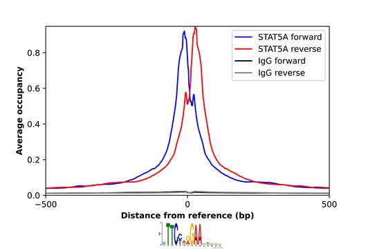Anti-STAT5A antibody produced in rabbit Prestige Antibodies® Powered by Atlas Antibodies, affinity isolated antibody, buffered aqueous glycerol solution