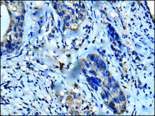 Anti-UFC1 affinity isolated antibody