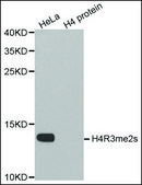 Anti-Histone H4R3me2s antibody produced in rabbit affinity isolated antibody