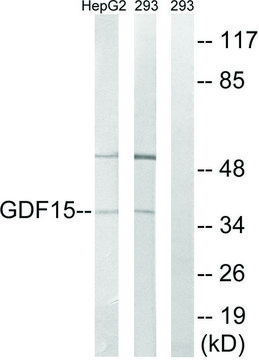 Anti-GDF15 antibody produced in rabbit affinity isolated antibody